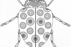 Ladybug
