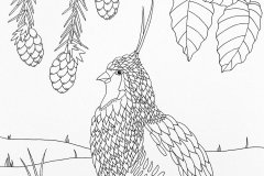 Mountain Quail