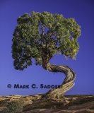 Collection of Mark Sadoski