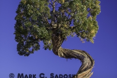 360 Juniper