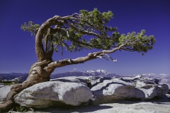 Jeffrey Pine