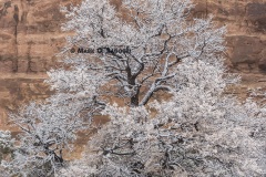 Snow Covered Tree