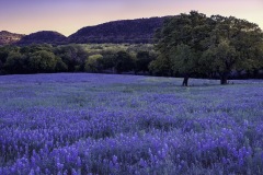 Bluebonnet Field at Dusk, Hill Country