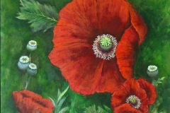 Poppies