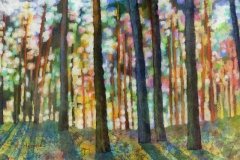 Forest Light Forest Light