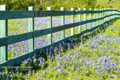 Bluebonnet Field IV Bluebonnet Field IV