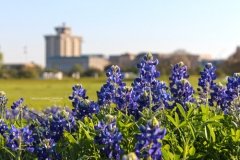 Spring at Texas A&M Spring at Texas A&M