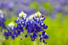 Bluebonnet with Ladybug Bluebonnet with Ladybug