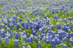 Bluebonnet Field I Bluebonnet Field I