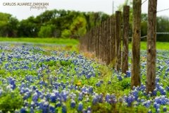 Bluebonnet field Bluebonnet field