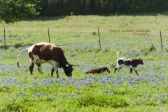 Cows and Bluebonnets