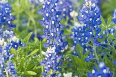Bluebonnet Field II Bluebonnet Field II