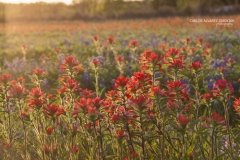 Field of Indian Paintbrush