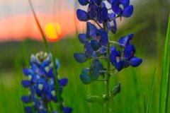 Bluebonnet Sunset I Bluebonnet Sunset I