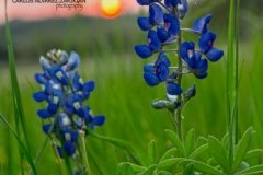 Bluebonnet Sunset II Bluebonnet Sunset II