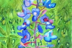 Lady bluebonnet Lady bluebonnet