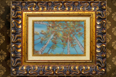 Aspen Trees