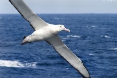 Great Albatross