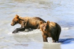 Grizzly Bear Cubs
