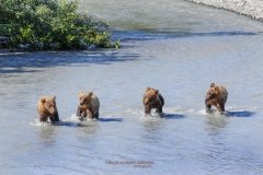 Playful Grizzly Bear Cubs Fishing