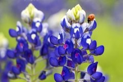 Bluebonnets and Ladybug