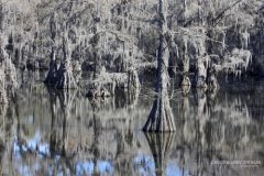 Caddo Lake