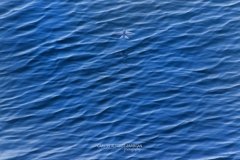 Flying Fish