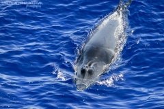 Minke Whale