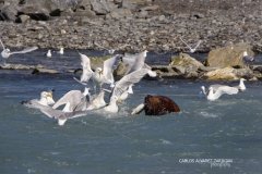 Sea Gulls and Sea Lion