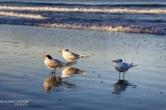 Shaggy crested Elegant terns