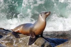 Sunning Sea Lion