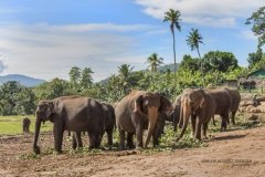 Asian Elephants
